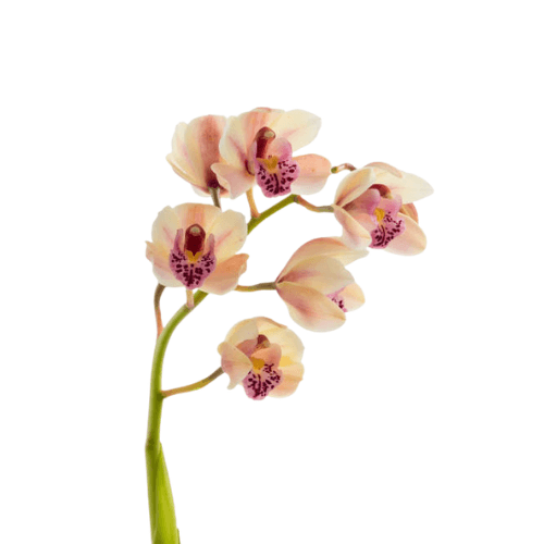 Soft & Blooming